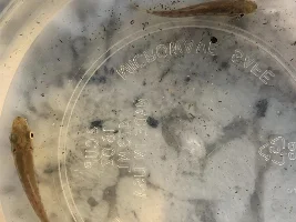 Can someone identify these little ones?