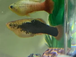 Platy pregnant