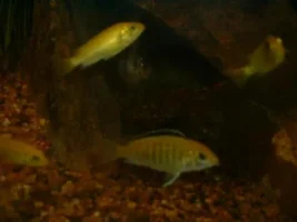My TANK