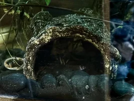 Taking over the old pleco cave...
