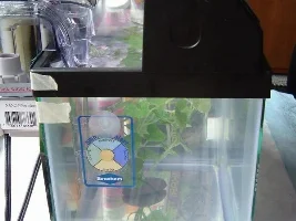 Itty Bitty Micro Aquarium