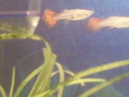 My Fish Just Had Fry, I Need Advice!