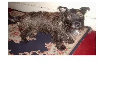 My Dog