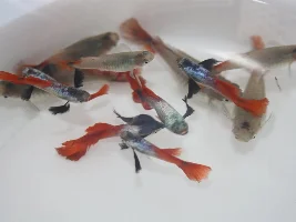 Platinum dumbo red tail guppies