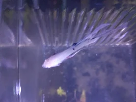 Growth on the side of my betta.