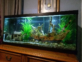 Vote Now - November 2022 Tank of the Month Contest (31 Gal & larger)
