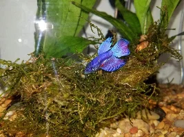 Swim bladder?