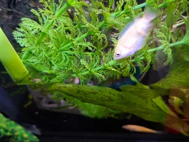 What is this Honey Gourami dying from?