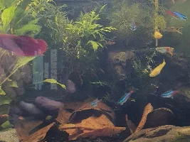 Help with my guppy