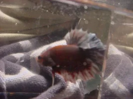 My bettas
