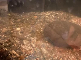 White Debris in Question