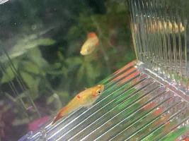 Guppy fish needs help!