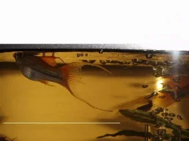 Please Help Identify This Fish...