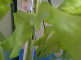 Pregnant Platy with lump??