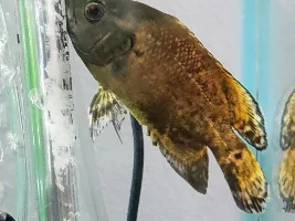 HELP! Juvenile Oscar spends his time hiding/sitting on bottom of tank.