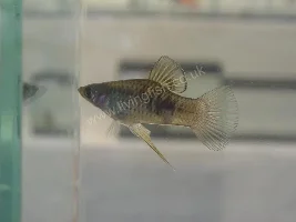 Guppys : Signs Of Mating?