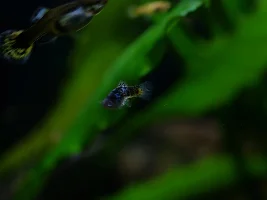 Planted Guppy Tank (54L)