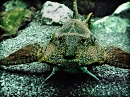Posing Plec