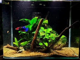 Rescaping Betta Tanks