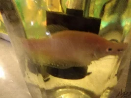 Gourami type?