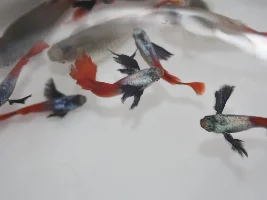 Platinum dumbo red tail guppies