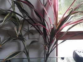 Houseplants in aquariums