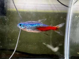 Need Help Identifying Fish Disease