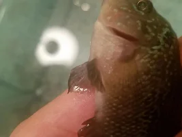 do you think my F.H. is a boy or girl