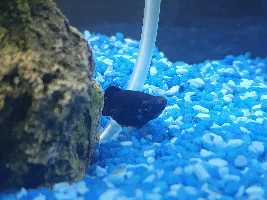 What's up with my molly?