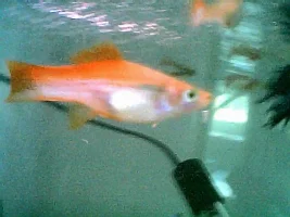 swordtail fry