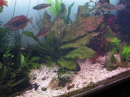 My Aquascapes and plants