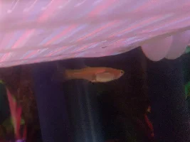 Is my guppy pregnant and how far please