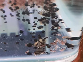 Can anyone help with these snails type or species ?