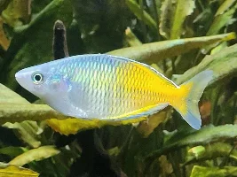 VOTE NOW - October 2023 Fish of the Month contest (any fish)