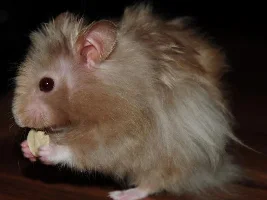 Our Hamsters