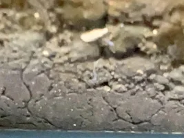 Are these planaria