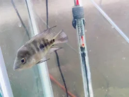 Identity chiclid fish