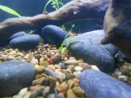 200L Tiger Barb Tank