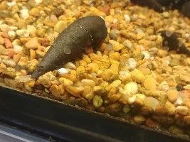 Snail ID