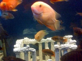 My Fish