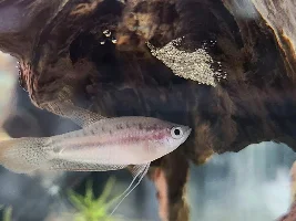 So Many Babies