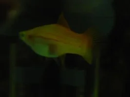 Is My Swordtail Pregnant