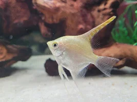 Angelfish type?