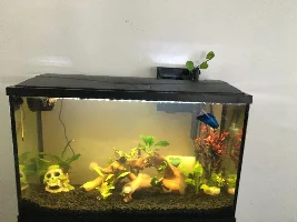 Why is my water brown?