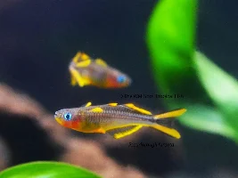 Forktail Blue-Eyed Rainbow Fish - it's happening!!