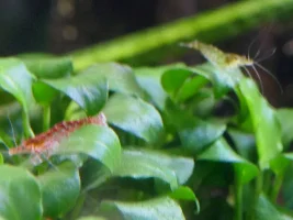 Wild neocaridina shrimp...
