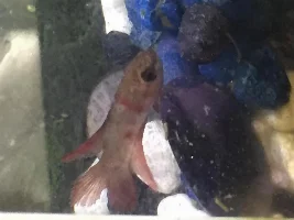 Help! Betta Dying!