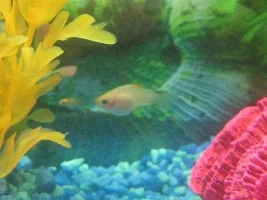 Bloated Fry?!?