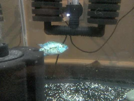Electric Blue Jack Dempsey Growth Journal :)