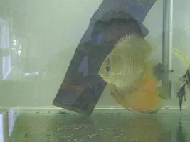 my fish room